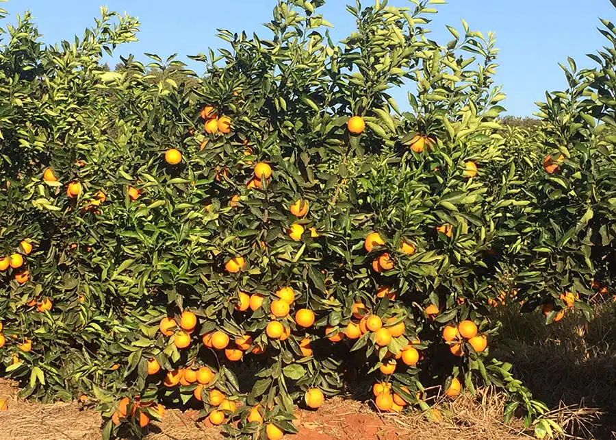 frutas laranja