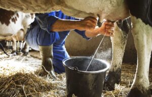 Produção de leite no Brasil tem novo líder após 12 anos