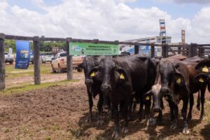 Governo de Roraima entrega 90 matrizes leiteiras