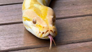 Cobra bebe água? Flagra raro de píton se hidratando no Bioparque