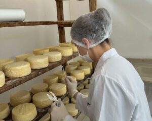 Estudo inédito mapeia o DNA do Queijo Minas Artesanal do Serro
