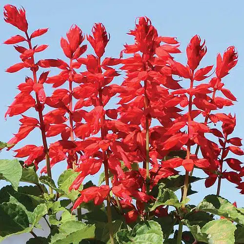 flores comestíveis