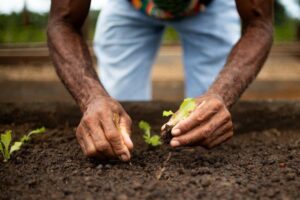 Cooperativas de agricultura familiar recebem R$ 60 milhões para produzir bioinsumos