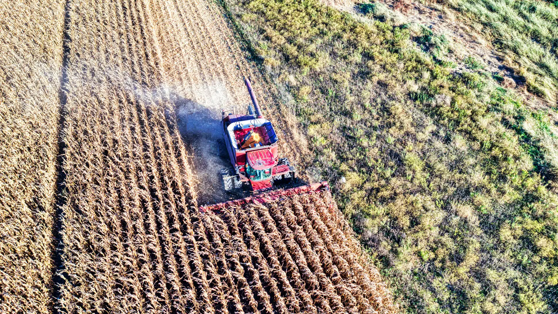campo
