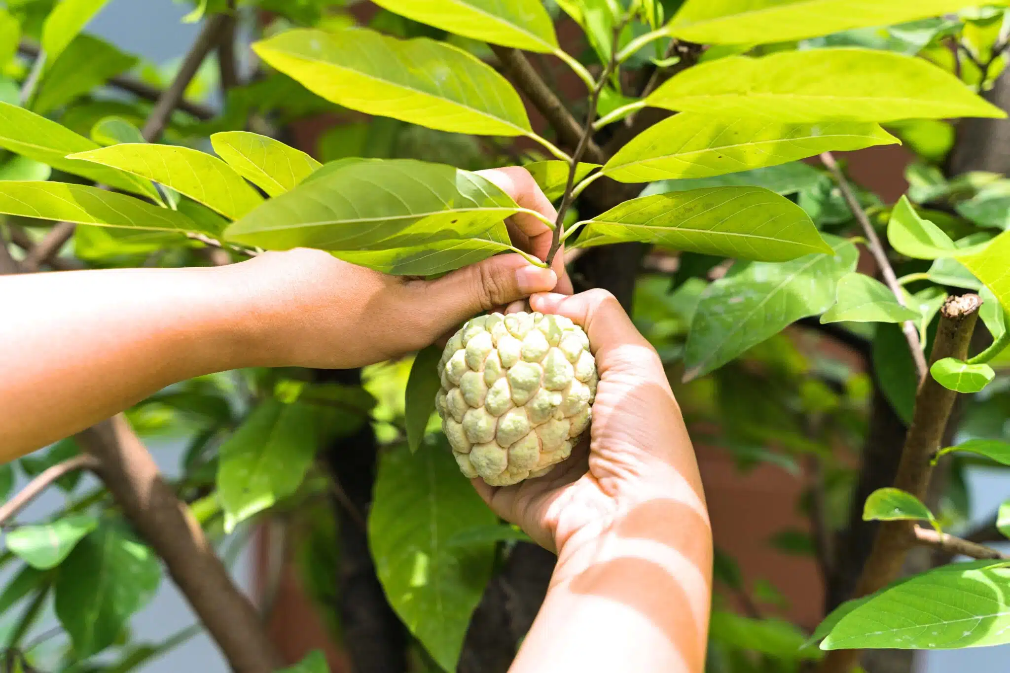 Atemoia em pomar no estado de São Paulo, que produziu 7 mil toneladas da fruta em 2025.