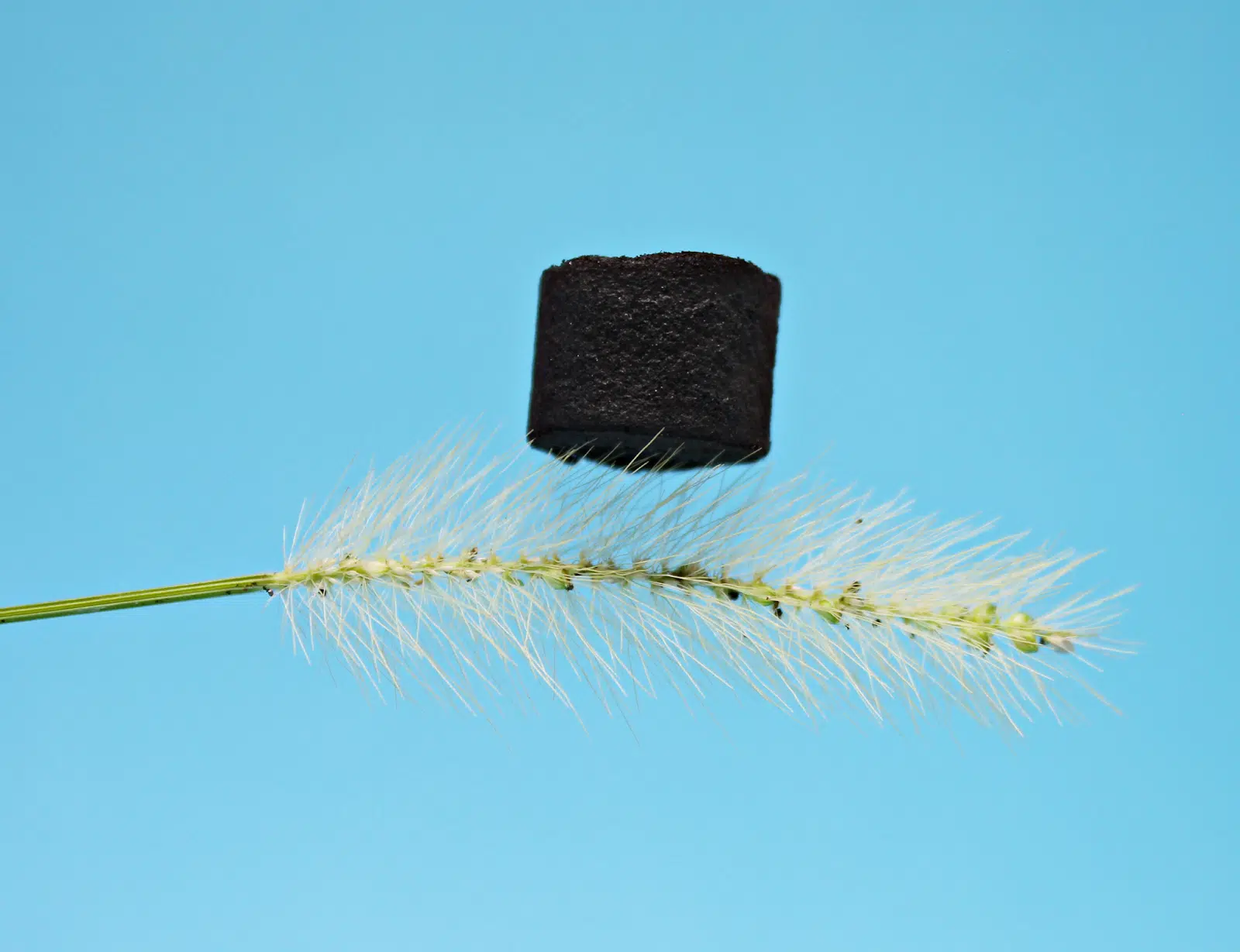Bagaço de cana vira embalagem que protege chips e semicondutores. Material sustentável pode substituir plástico nas embalagens de eletrônicos.