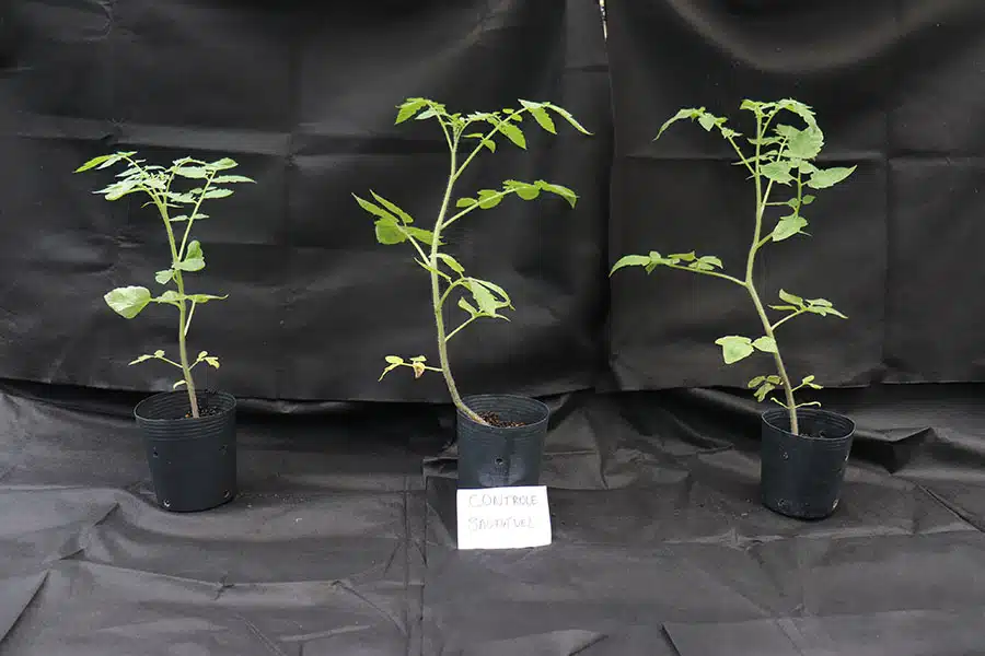 Plantas saudáveis