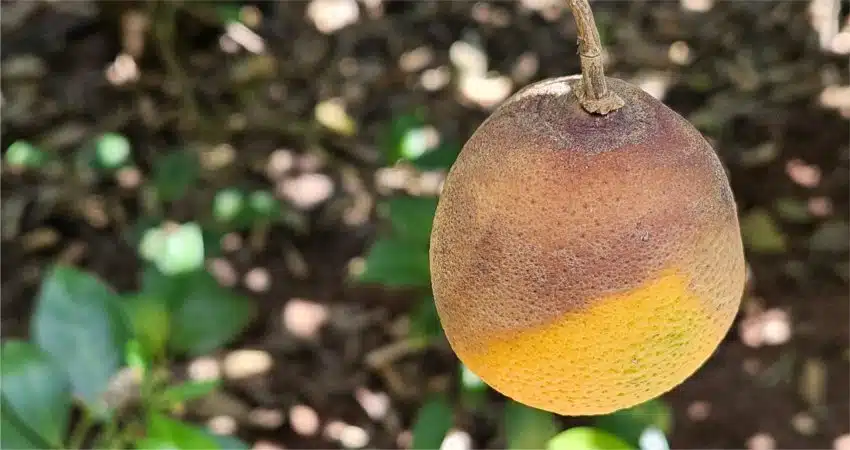Alerta: podridão de ramos ameaça produção de laranjas no cinturão citrícola. Confira os dados do Fundecitrus.