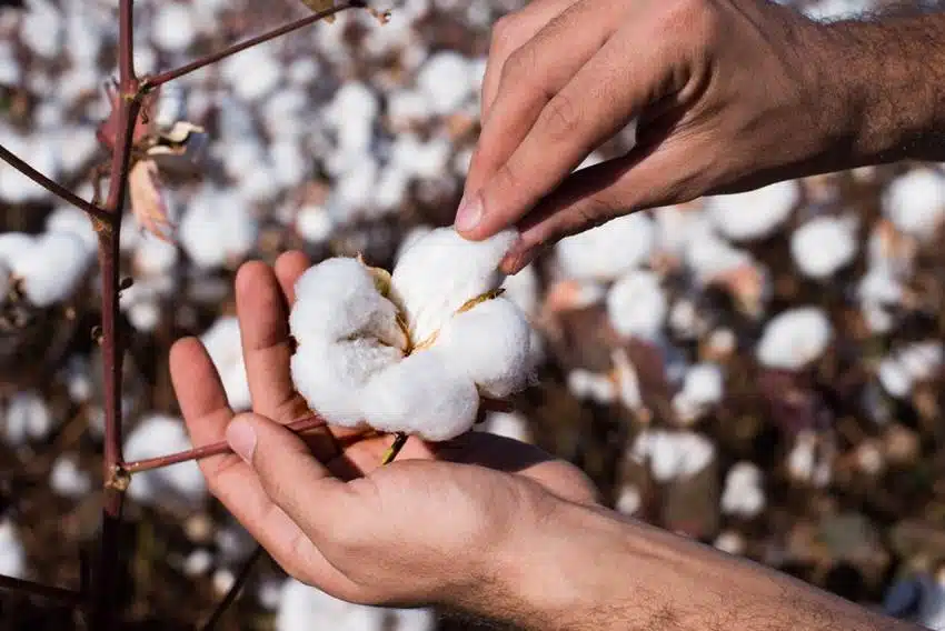 Produtores de algodão lidam com escassez de pluma premium e incertezas externas. Preços seguem pressionados por fatores distintos. 