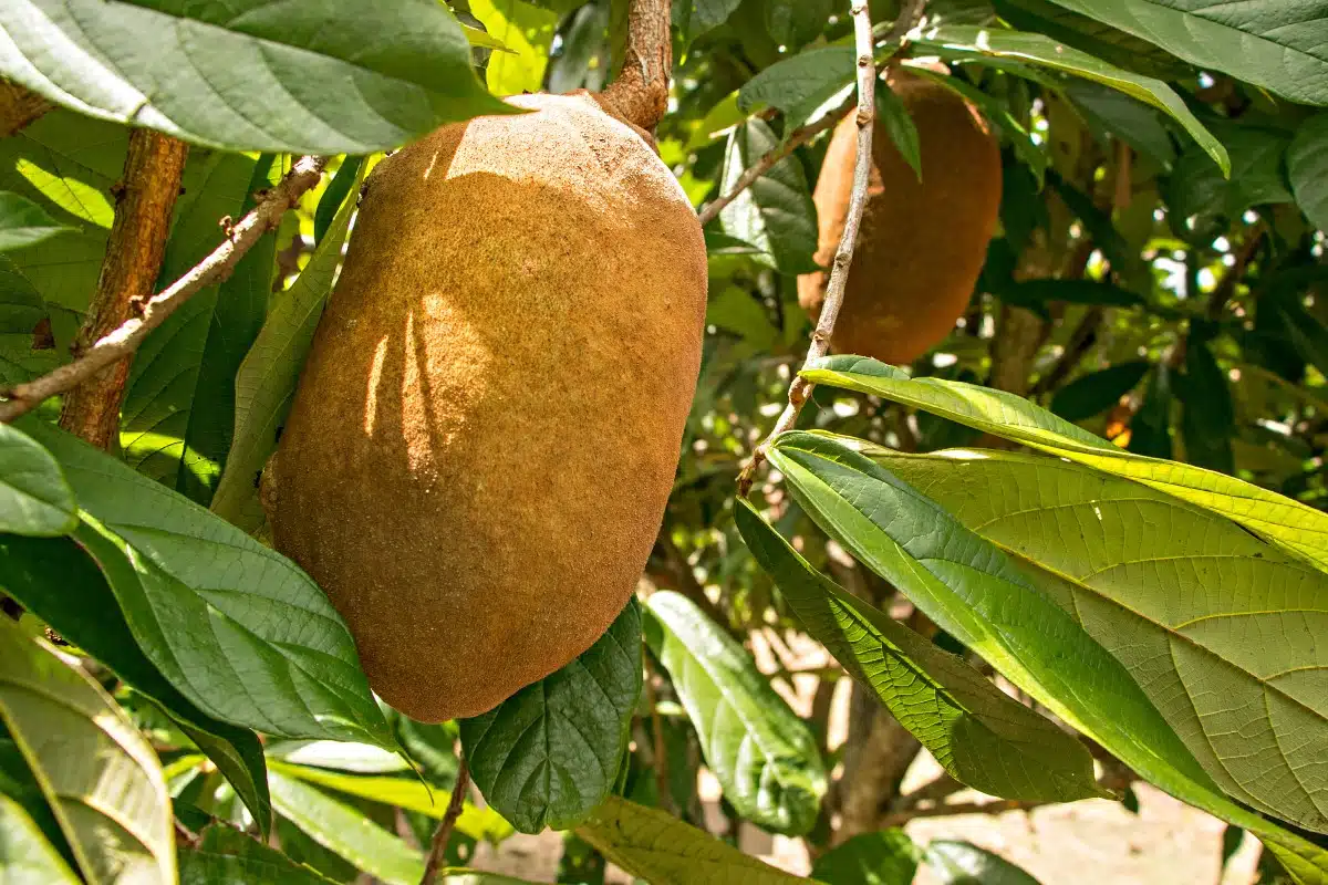 cupuaçu