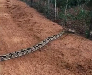 Jiboia gigante atravessa estrada na Caatinga paraibana