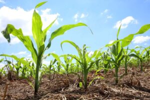 Produtores finalizam plantio de milho 2ª safra