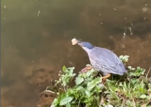 História de pescador: ave é flagrada usando pão como isca