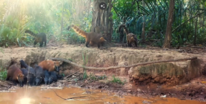Flagrante: vídeo mostra família de quatis no Pantanal