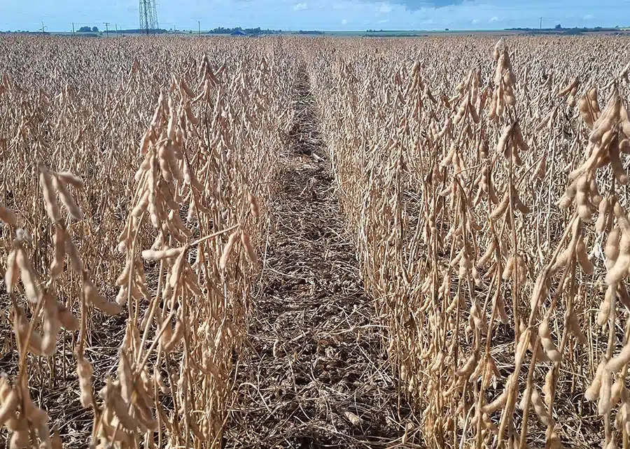 Plantação de campo de soja em área experimental da Embrapa