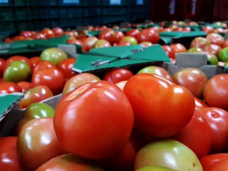 Tomate tem forte alta nos preços no atacado. Leia mais e confira os dados divulgados pelos pesquisadores do Cepea.