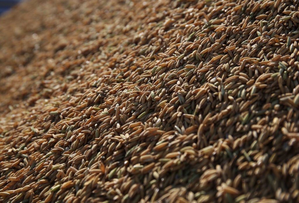 Preço do arroz no RS já caiu 24,4% em 2025. Confira também o levantamento dos pesquisadores do Cepea para o algodão.