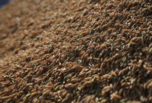 Preço do arroz acumula alta de 2,2% em julho