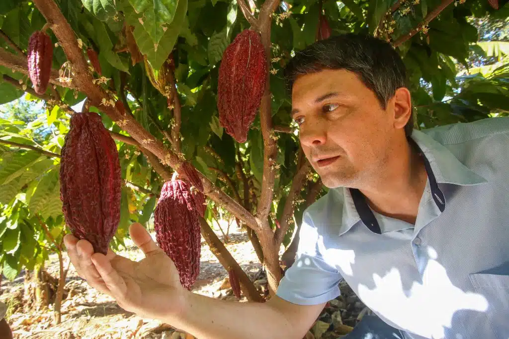 cacau