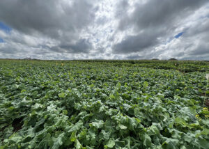Canola tropical será realidade com parceria inédita