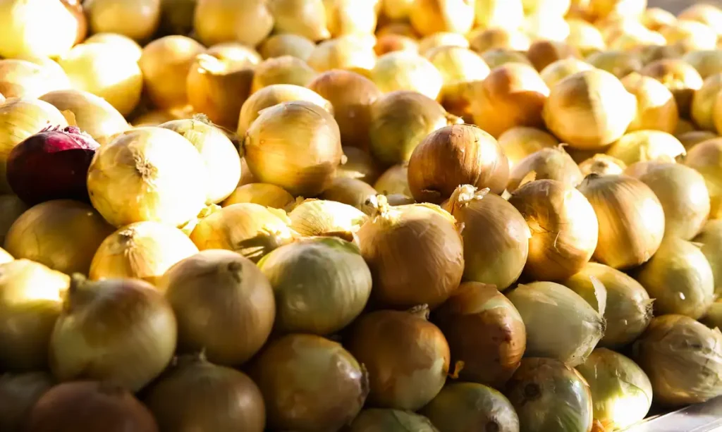 Preços da cebola sobem até 50% em Santa Catarina. Pesquisadores do Cepea também divulgam o balanço do mercado do trigo.