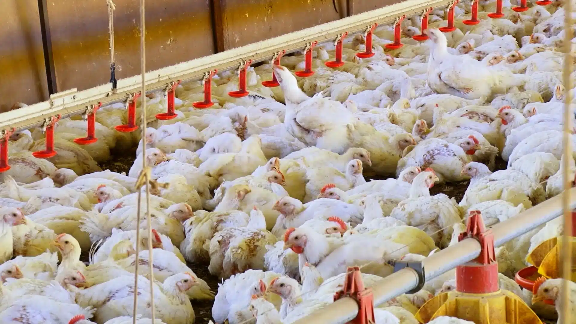 Competitividade do frango frente ao suíno cai quase 70%. E preços dos ovos brancos e vermelhos se aproximam com demanda mais fraca em julho.