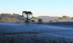 Geada permanece no Sul com mínimas de 2°C