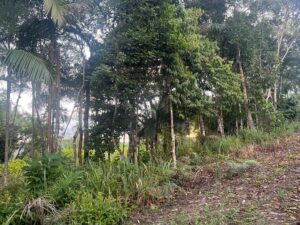 Semear Digital une agricultura e biodiversidade em pequenas e médias propriedades rurais