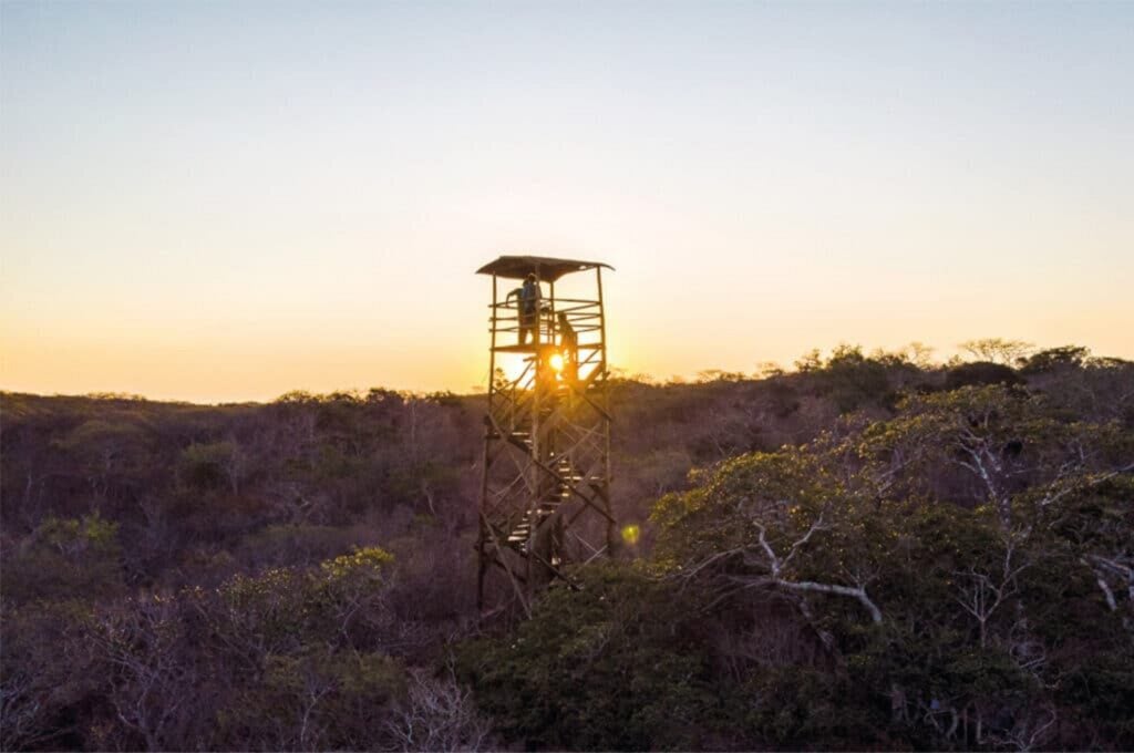 caatinga