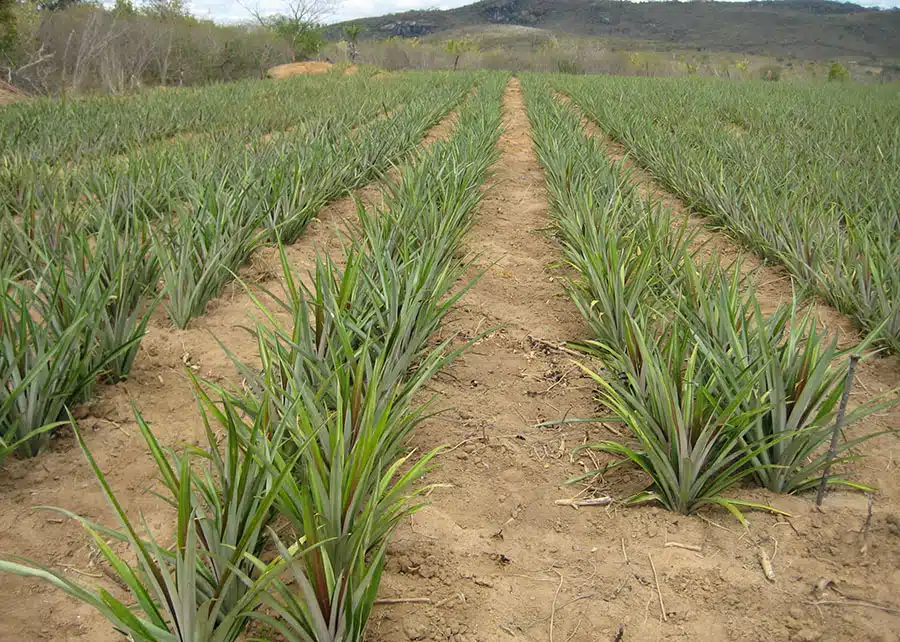 abacaxi