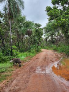 Anta Valente, sobrevivente dos incêndios no Pantanal, é reintroduzida ao seu habitat natural