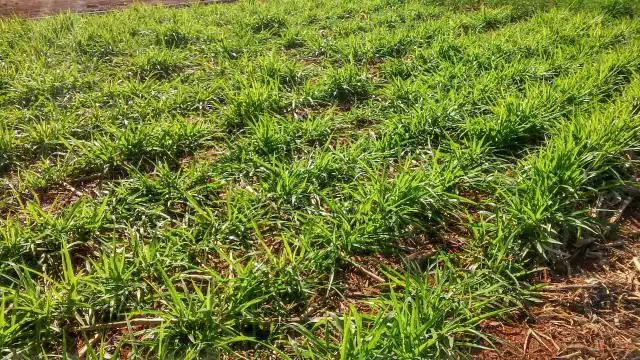 plantas de cobertura