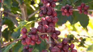 café
