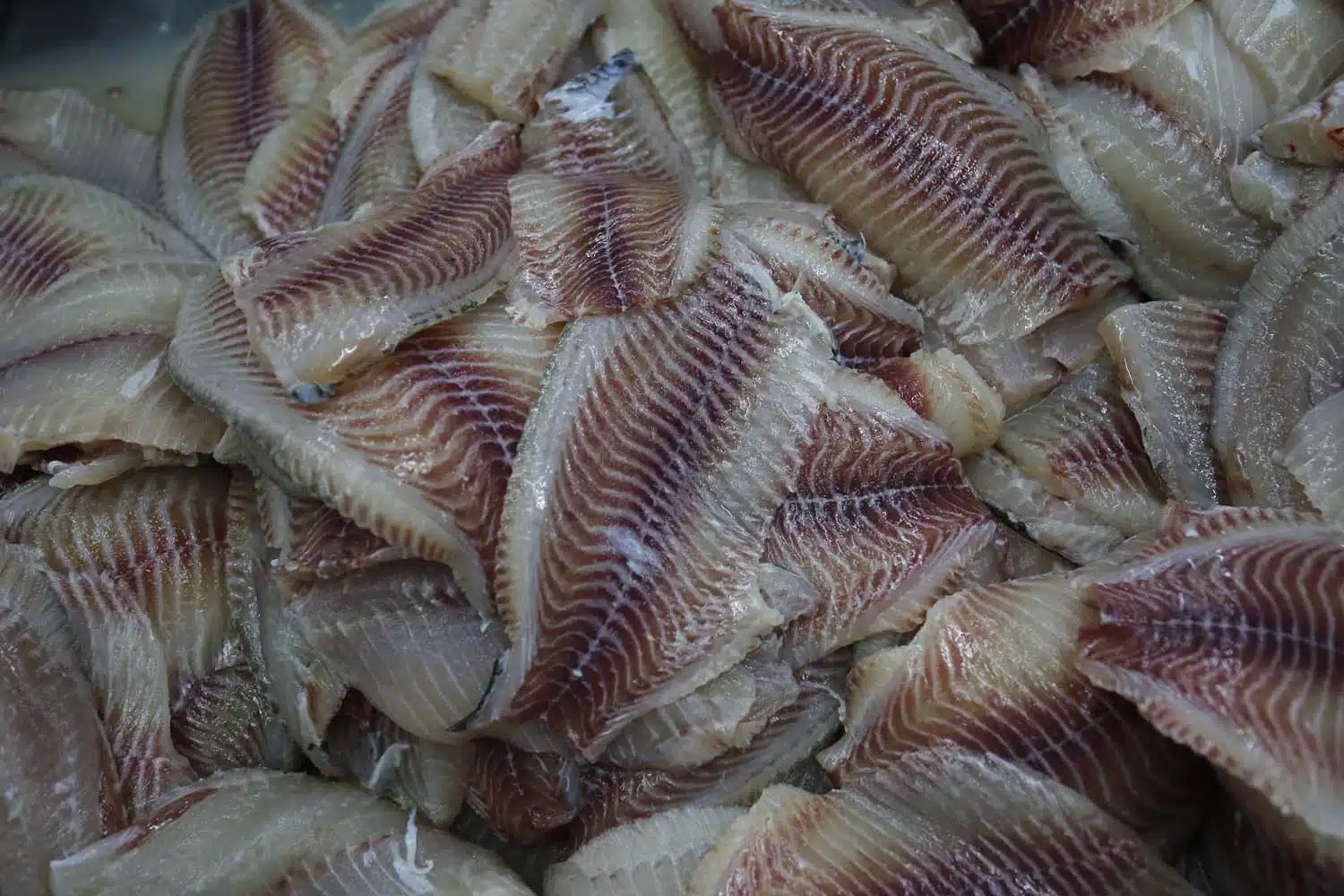 tilapia