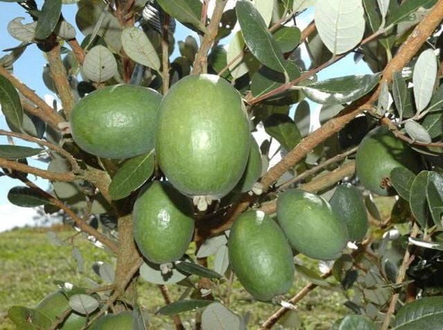 Goiaba Serrana