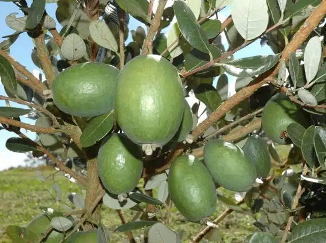Goiaba Serrana