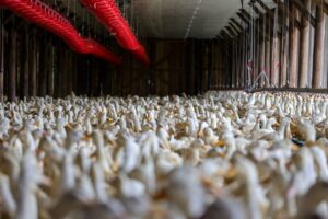 Gripe aviária: Santa Catarina investiga caso suspeito