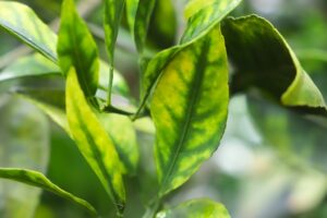 Greening atinge 47,6% das laranjeiras, mas cresce em ritmo menor