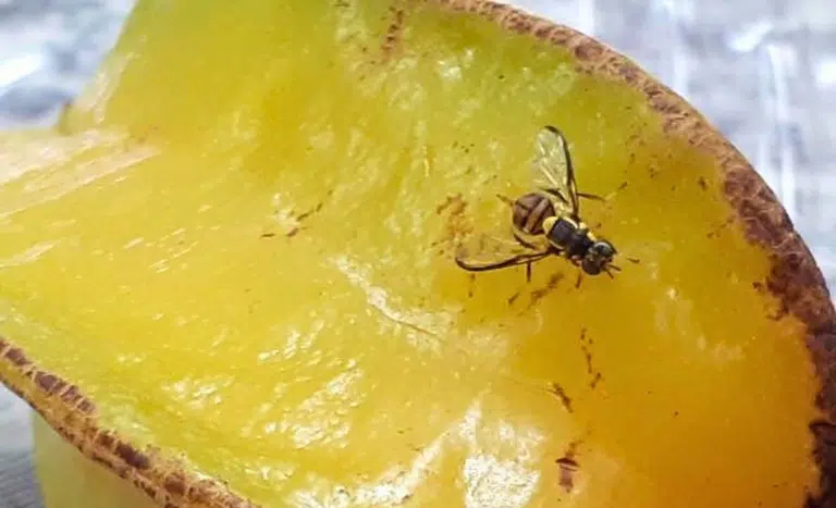 mosca-da-carambola