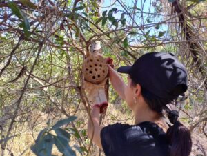 Abelhas solitárias: projeto protege polinizadoras essenciais para a biodiversidade