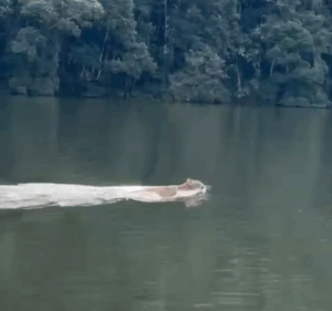 Flagrante: onça-parda nadando na Represa do Vargedo, em Ibiúna