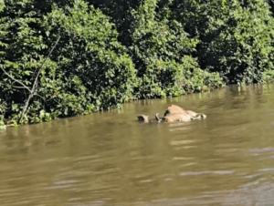 Onça-pintada é flagrada arrastando boi no Pantanal