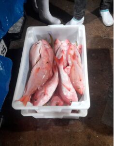 Ibama apreende embarcação por pesca ilegal de pargo