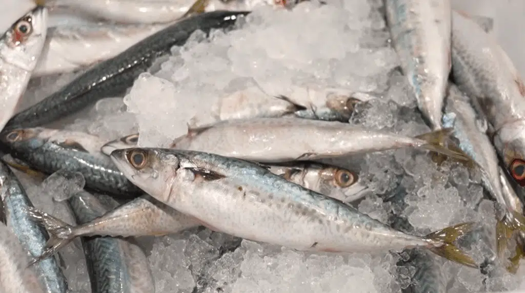 sardinha