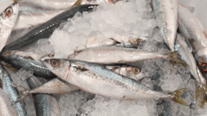 sardinha