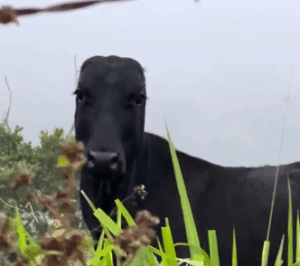 vaca