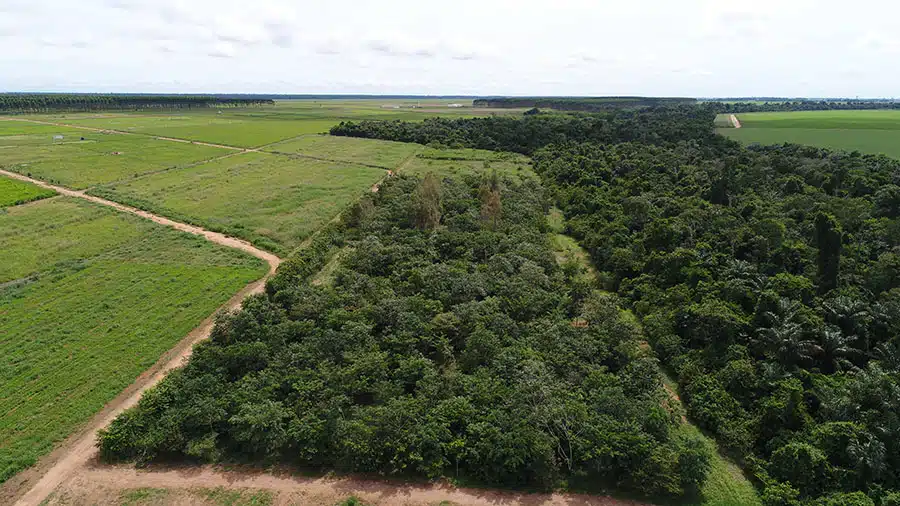 Cobertura vegetal supera meta em MT, mas falta diversidade. Confira o estudo numa área experimental da Embrapa Agrossilvipastoril, em Sinop.