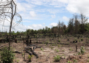 Amazônia ganha centro para recuperação de áreas desmatadas e degradadas