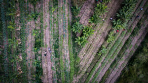260 campos de futebol: projeto recupera Mata Atlântica com araucária