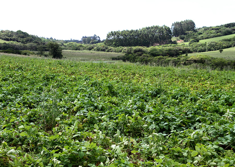 plantação de batatas